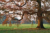 LATE AFTERNOON SUNLIGHT BRUSHES A BEECH TREE IN AUTUMN AT THE HARCOURT ARBORETUM  OXFORDSHIRE