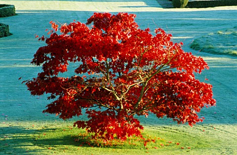 AN_ACER_IN_AUTUMN_ON_THE_LAWN_AT_ENGLEFIELD_HOUSE__BERKSHIRE