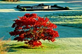 AN ACER IN AUTUMN ON THE LAWN AT ENGLEFIELD HOUSE  BERKSHIRE