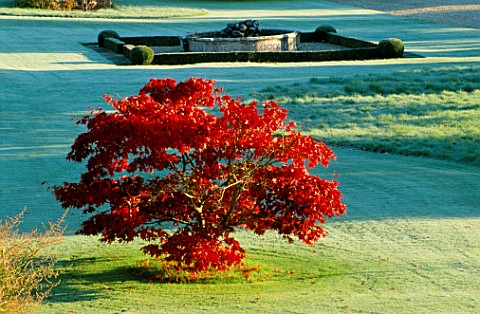 AN_ACER_IN_AUTUMN_ON_THE_LAWN_AT_ENGLEFIELD_HOUSE__BERKSHIRE