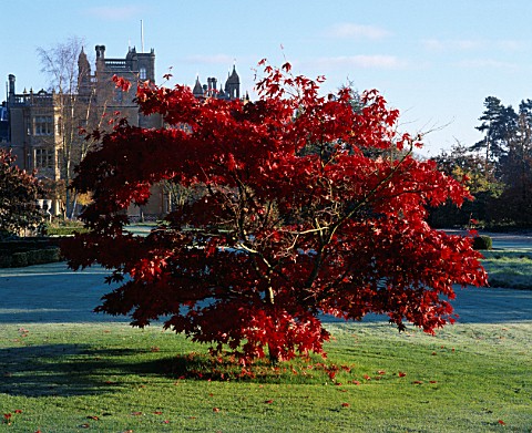 AN_ACER_IN_AUTUMN_ON_THE_LAWN_WITH_ENGLEFIELD_HOUSE__BERKSHIRE__BEHIND