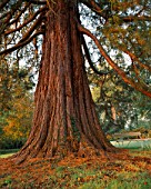 A MAGNIFICENT SEQUOIADENDRON GIGANTEUM (WELLINGTONIA) IN THE WOODLAND GARDDEN AT ENGLEFIELD HOUSE  BERKSHIRE
