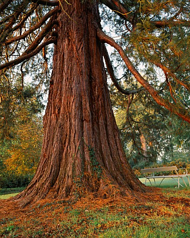 A_MAGNIFICENT_SEQUOIADENDRON_GIGANTEUM_WELLINGTONIA_IN_THE_WOODLAND_GARDDEN_AT_ENGLEFIELD_HOUSE__BER
