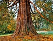 A MAGNIFICENT SEQUOIADENDRON GIGANTEUM (WELLINGTONIA) IN THE WOODLAND GARDDEN AT ENGLEFIELD HOUSE  BERKSHIRE