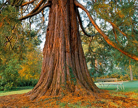 A_MAGNIFICENT_SEQUOIADENDRON_GIGANTEUM_WELLINGTONIA_IN_THE_WOODLAND_GARDDEN_AT_ENGLEFIELD_HOUSE__BER