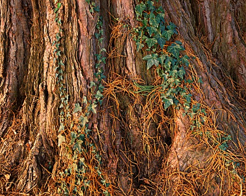 THE_BARK_OF_A_MAGNIFICENT_SEQUOIADENDRON_GIGANTEUM_WELLINGTONIA_IN_THE_WOODLAND_GARDEN_AT_ENGLEFIELD