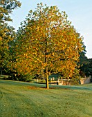 A HUGE ORIENTAL PLANE TREE (PLATINUS ORIENTALIS) IN THE WOODLAND GARDEN AT ENGLEFIELD HOUSE  BERKSHIRE