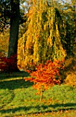 AN ACER AND A WEEPING BEECH COLOUR THE WOODLAND GADRDEN AT ENGLEFIELD HOUSE  BERKSHIRE  IN AUTUMN