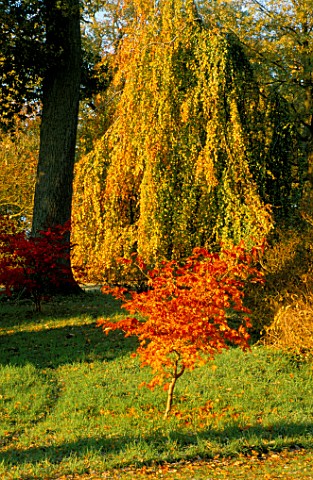 AN_ACER_AND_A_WEEPING_BEECH_COLOUR_THE_WOODLAND_GADRDEN_AT_ENGLEFIELD_HOUSE__BERKSHIRE__IN_AUTUMN