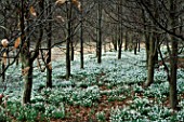 SNOWDROPS GROWING IN THE WOODS AT WELFORD PARK  BERKSHIRE