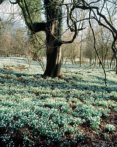 SNOWDROPS_GROWING_IN_THE_WOODS_AT_WELFORD_PARK__BERKSHIRE