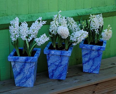 WHITE_HYACINTHS_IN_MARBLED_POTS_BY_JEAN_HARPER