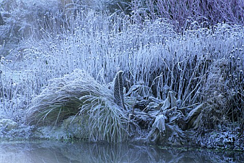 FROSTED_GUNNERA_MANICATA_AND_CAREX_ELATA_AUREA_BESIDE_THE_POND_AT_LADY_FARM__SOMERSET