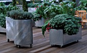 CLIPPED LAVENDER AND SILVER FOLIAGE PLANTING  IN GALVANISED CONTAINERS ON DECKING GARDEN OF CAR PHONE WAREHOUSE  LONDON. DESIGNER: STEPHEN WOODHAMS