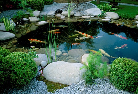 KOI_IN_A_POND