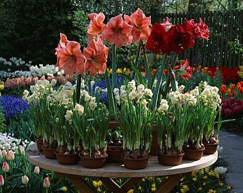 AMARYLLIS_AND_NARCISSUS_ON_A_TABLE_AT_THE_KEUKENHOF_GARDENS__HOLLAND