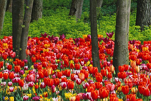 TULIPS_UNDER_TREES__FLORIADE_2002__HOLLAND