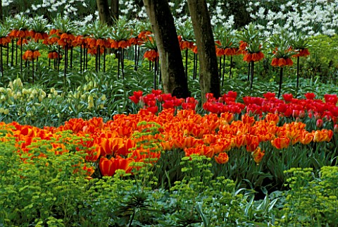 TULIPS_AND_FRITILLARIA_IMPERIALIS_AT_FLORIADE_2002__HOLLAND