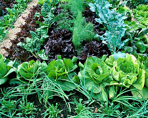 VEGETABLES_GROWING_IN_A_POTAGER__CHELSEA_2002_MARSTON_AND_LANGINGER
