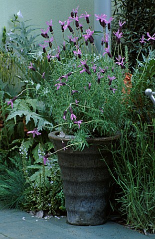 POT_PLANTED_WITH_FRENCH_LAVENDER_CHELSEA_2002ACCENTURE_GARDEN