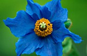 MECONOPSIS BETONICIFOLIA GLACIER BLUE  AT EDROM NURSERY  BERWICKSHIRE  SCOTLAND