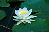 WHITE NYMPHAEA (WATER LILY) (NOT TO BE USED FOR PACKAGING)