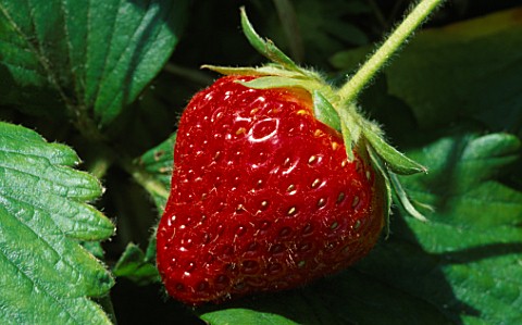 CLOSEUP_OF_STRAWBERRY__NOT_TO_BE_USED_FOR_PACKAGING_FOC_BDH