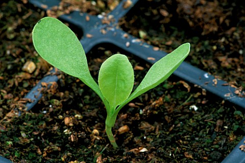 CLOSEUP_OF_SEEDLING_IN_COMPOST__NOT_TO_BE_USED_FOR_PACKAGING
