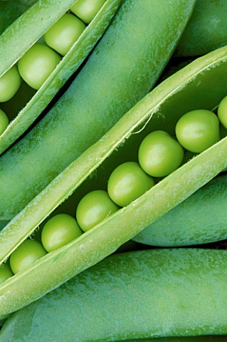 CLOSEUP_OF_PEA_S_IN_PODNOT_TO_BE_USED_FOR_PACKAGING