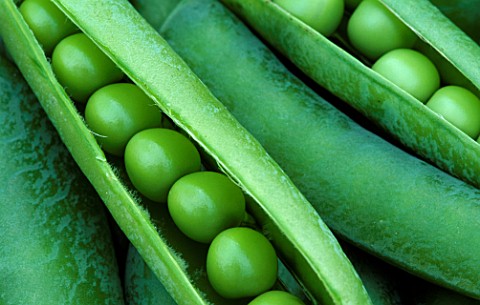 CLOSEUP_OF_PEAS_IN_POD__NOT_TO_BE_USED_FOR_PACKAGING_FOC_BDH