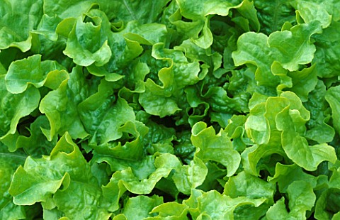 CLOSEUP_OF_CURLY_LEAFED_LETTUCE_NOT_TO_BE_USED_FOR_PACKAGING_FOC_BDH