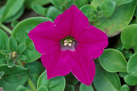 CLOSEUP_OF_MAGENTA_PETUNIA_NOT_TO_BE_USED_FOR_PACKAGING
