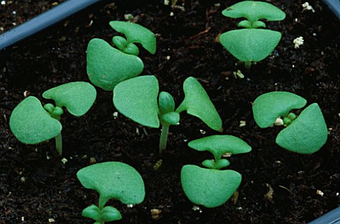 CLOSEUP_OF_SEEDLINGS_IN_COMPOST_NOT_TO_BE_USED_FOR_PACKAGING