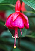 UNKNOWN FUCHSIA (NOT TO BE USED FOR PACKAGING)