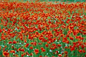 POPPY MEADOW PLANTING IN PRIVATE OXFORDSHIRE GARDEN
