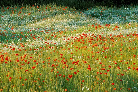 POPPY_AND_OXEEYE_DAISY_MEADOW_PRIVATE_GARDEN__OXFORDSHIRE