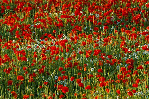 POPPY_AND_OXEEYE_DAISY_MEADOW_IN_A_PRIVATE_OXFORDSHIRE_GARDEN