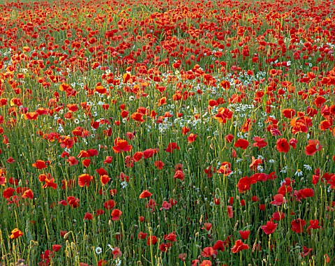 POPPY_AND_OXEYE_DAISY_MEADOW_PLANTING__OXFORDSHIRE