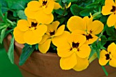 MINIATURE YELLOW PANSIES IN CONTAINER