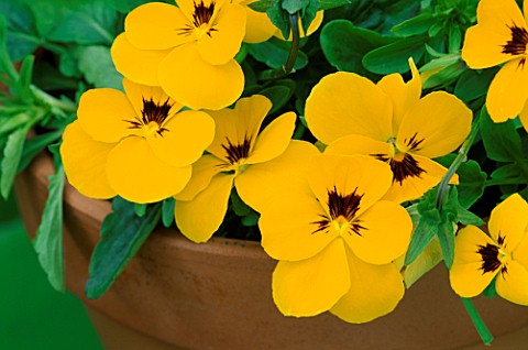 MINIATURE_YELLOW_PANSIES_IN_CONTAINER