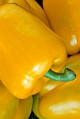CLOSE UP OF YELLOW PEPPERS (CAPSICUM) (NOT FOR PACKAGING REUSE)  (FOC BDH)