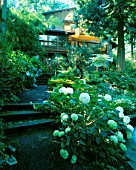 THE HOUSE SEEN FROM THE KOI POND WITH A MASSIVE HYDRANGEA IN THE FOREGROUND. DESIGNERS: ILGA JANSONS AND MIKE DRYFOOS