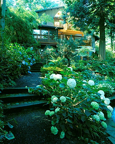 THE_HOUSE_SEEN_FROM_THE_KOI_POND_WITH_A_MASSIVE_HYDRANGEA_IN_THE_FOREGROUND_DESIGNERS_ILGA_JANSONS_A