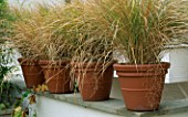 GRASSES IN TERRACOTTA POTS ON A ROOF GARDEN DESIGNED BY CLAIRE MEE