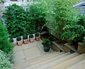 BOX BALLS IN TERRACOTTA POTS  A WOODEN SEAT AND BAMBOOS IN RAISED BEDS ON A ROOF GARDEN DESIGNED BY CLAIRE MEE
