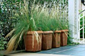 GRASSES PLANTED IN SQUARE TERRACOTTA POTS ON A ROOF GARDEN DESIGNED BY CLAIRE MEE