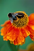 BEE ON HELENIUM SAHINS EARLY FLOWERER