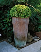 TERRACOTTA POT PLANTED WITH A BOX BALL