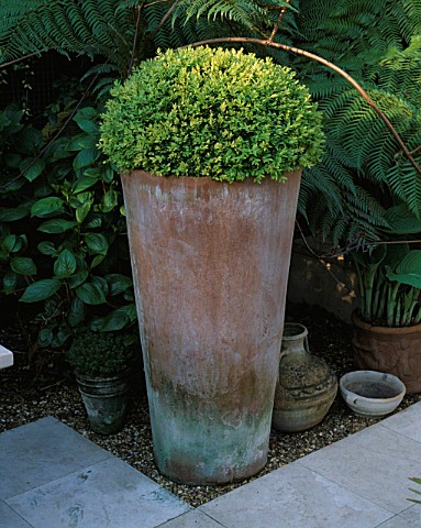 TERRACOTTA_POT_PLANTED_WITH_A_BOX_BALL