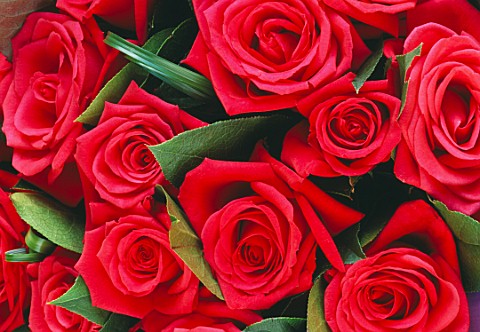 RED_ROSES_BY_THE_FLOWERBOX